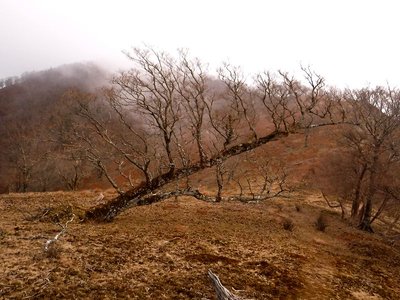 14日のこのガスが美しい霧氷になったのですね。