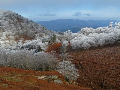 樹氷の明神平