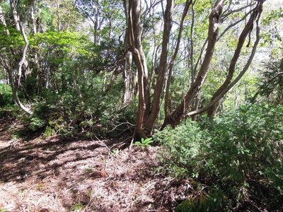 東山.JPG (172.32 KiB) 閲覧された回数 7347 回 東山と思しきところ