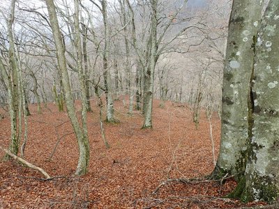 PC210219.JPG (514.62 KiB) 閲覧された回数 5442 回 落ち葉の絨毯が綺麗なブナ林