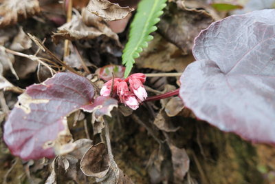 つぼみもチラホラ・・・