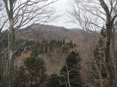 樹間より鯉谷と大黒山.jpg