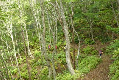 八ケ峰の森2(縮小版）.jpg