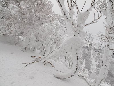 IMG_3417.jpg (211.75 KiB) 閲覧された回数 14304 回 エビの尻尾(昔の写真)