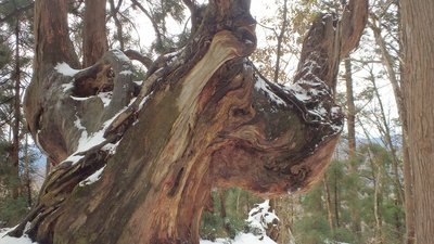 中岳のスギ巨木