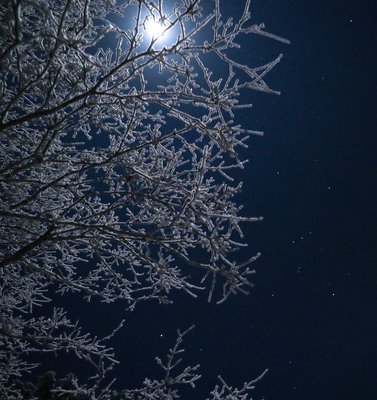 月の透過光に煌めく霧氷とオリオン