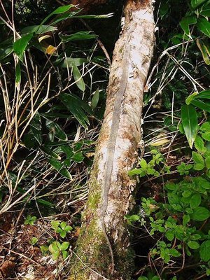 ● 大蛇が木登りですよ？