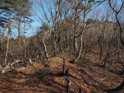 自然林の尾根.jpg