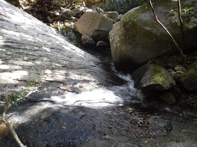 DSCF2786.JPG (308.35 KiB) 閲覧された回数 20135 回 原生林のナメ