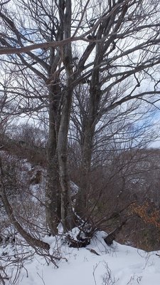 P2090042.jpg (220.75 KiB) 閲覧された回数 4938 回 co540mの三つ子ブナ