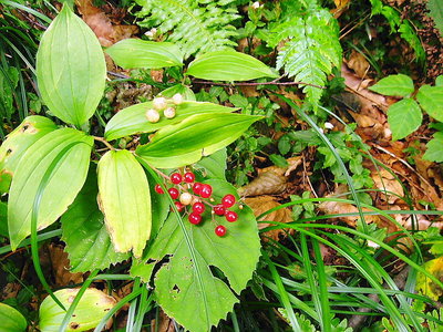 ● 実り、いま合唱で歌う木の実だ。あの人に送ろう