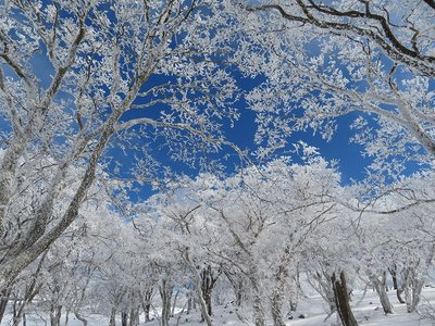 東のボタンブチ付近の林の中