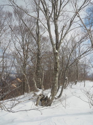 土蔵岳山頂の山毛欅.jpg