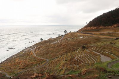 秋みたいな白米千枚田