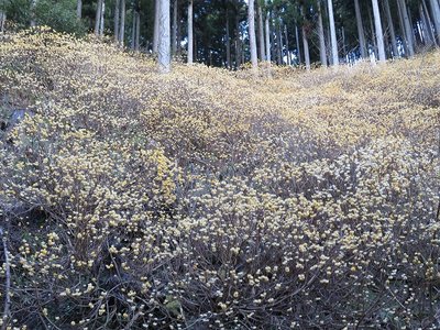 ミツマタノ大群落