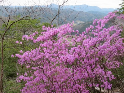 4.11　丹波　毘沙門山　ミツバツツジ