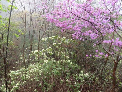 4.19　丹波　ささ見48滝　ヒカゲツツジとミツバツツジ