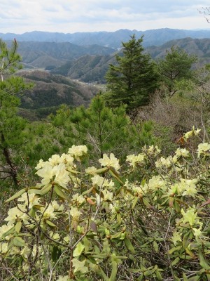 4.22　丹波　サルガイチ山　ヒカゲツツジ