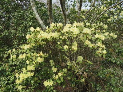 4.26　丹波　小金ヶ岳　ヒカゲツツジ