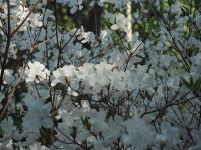 シロバナミツバツツジ.jpg (246.67 KiB) 閲覧された回数 8465 回 シロバナミツバツツジ