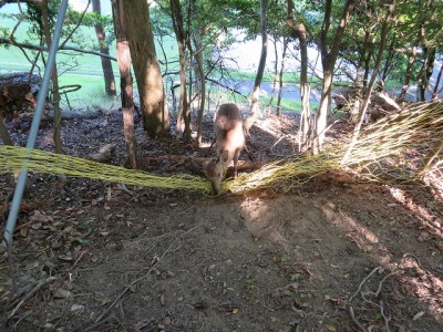 網に絡まった小鹿