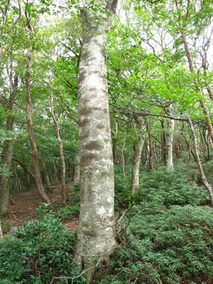 IMG_42592.jpg (899.25 KiB) 閲覧された回数 9473 回 水無山西尾根のブナ