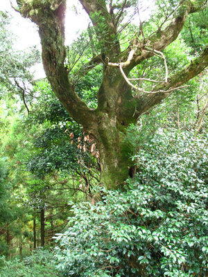 ヒダリマキガヤ（天然記念物）