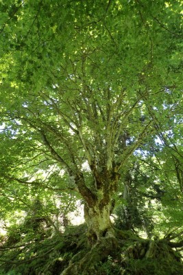 大御影山直登沢で見つけたトチの巨樹