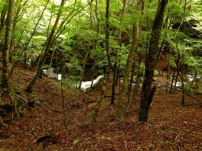 20200620-13.jpg (195.45 KiB) 閲覧された回数 4048 回 ゼエノ谷魚止滝を見下ろす小尾根を登る。