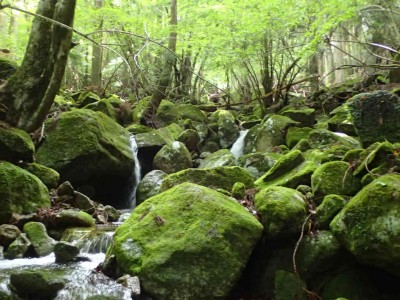 P6200012.jpg (95.23 KiB) 閲覧された回数 4399 回 南紀の谷らしい梅雨時の美しい苔
