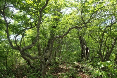 ヤブの薄いところ