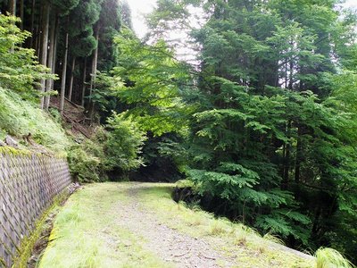 井戸谷側から見た林道とカツラ<br />この部分がごっそり崩落したんですね。