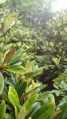 P6240255.jpg (424.31 KiB) 閲覧された回数 4519 回 シャクナゲの藪