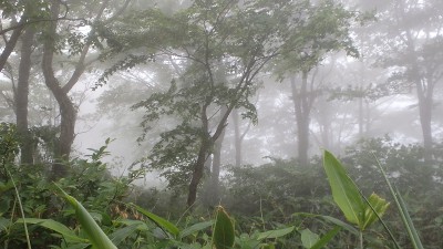 P6240235.jpg (345.79 KiB) 閲覧された回数 4518 回 煙るブナ林