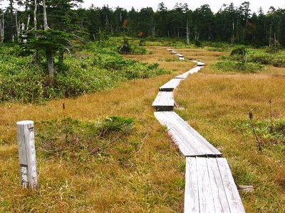 ● 千町ケ原、樹林の間に開けた平に癒されるよ