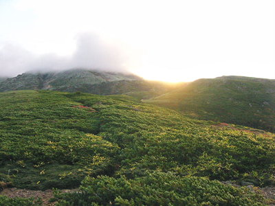 ● 夜明けだ、ハイマツが光るよ