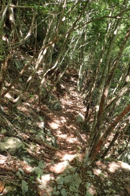 登りの尾根の途中で現れた、今宿林道と思われる道