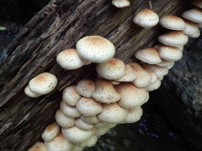 P9300023.jpg (65.9 KiB) 閲覧された回数 4236 回 スギタケの群生