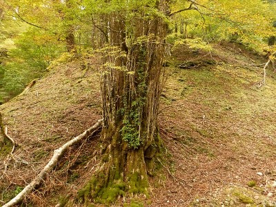 鉄砲谷の大カツラ