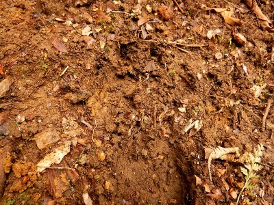 踵の沈んでるクマの足跡