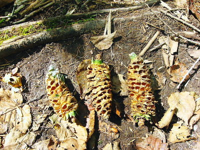 ● ダケガラスの食べた松ぼっくりの実、コレ採取してきました、煎って食べよう思うんだ。