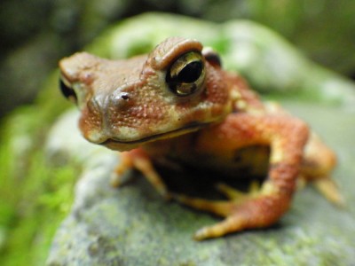 ゲロッ！出てきました