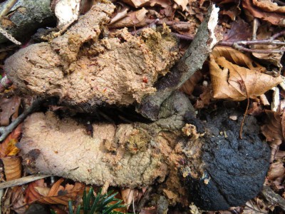 ミズナラドングリを食べたであろうプーさんう●ち