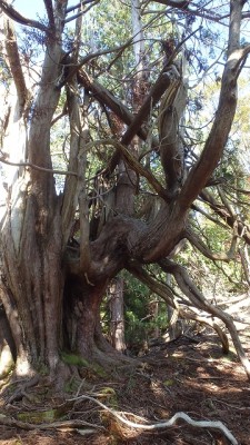 ぞうさんのスギ