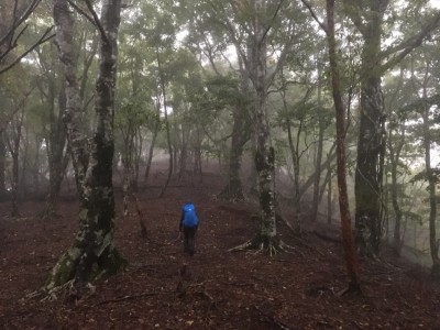 雨の山毛欅の林をゆく.jpg