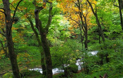 歩き始めの登山道から流れを見る