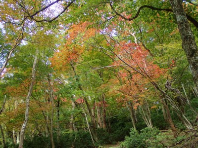 PA280016.jpg (151.2 KiB) 閲覧された回数 3523 回 ゴロ1尾根