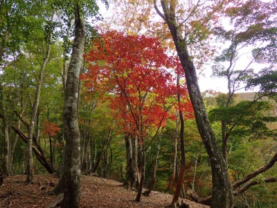 PA280029.jpg (142.35 KiB) 閲覧された回数 3524 回 ゴロ1尾根の紅葉