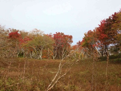 PA280038.jpg (85.54 KiB) 閲覧された回数 3523 回 テーブルランド