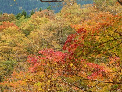 PA280065.jpg (152.93 KiB) 閲覧された回数 3523 回 伊勢尾の紅葉